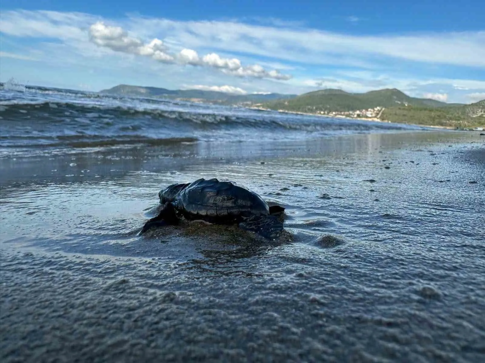 Aydın’da Caretta carettaların yavru çıkışları tamamlandı