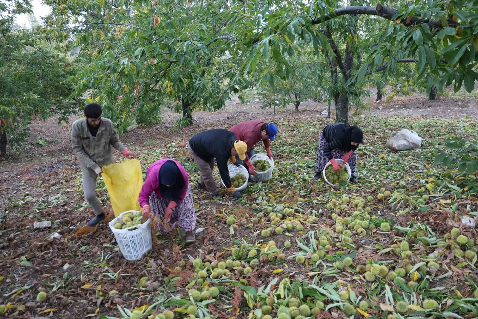 Aydın’da dağlardaki kestane hasadı sona erdi - 4