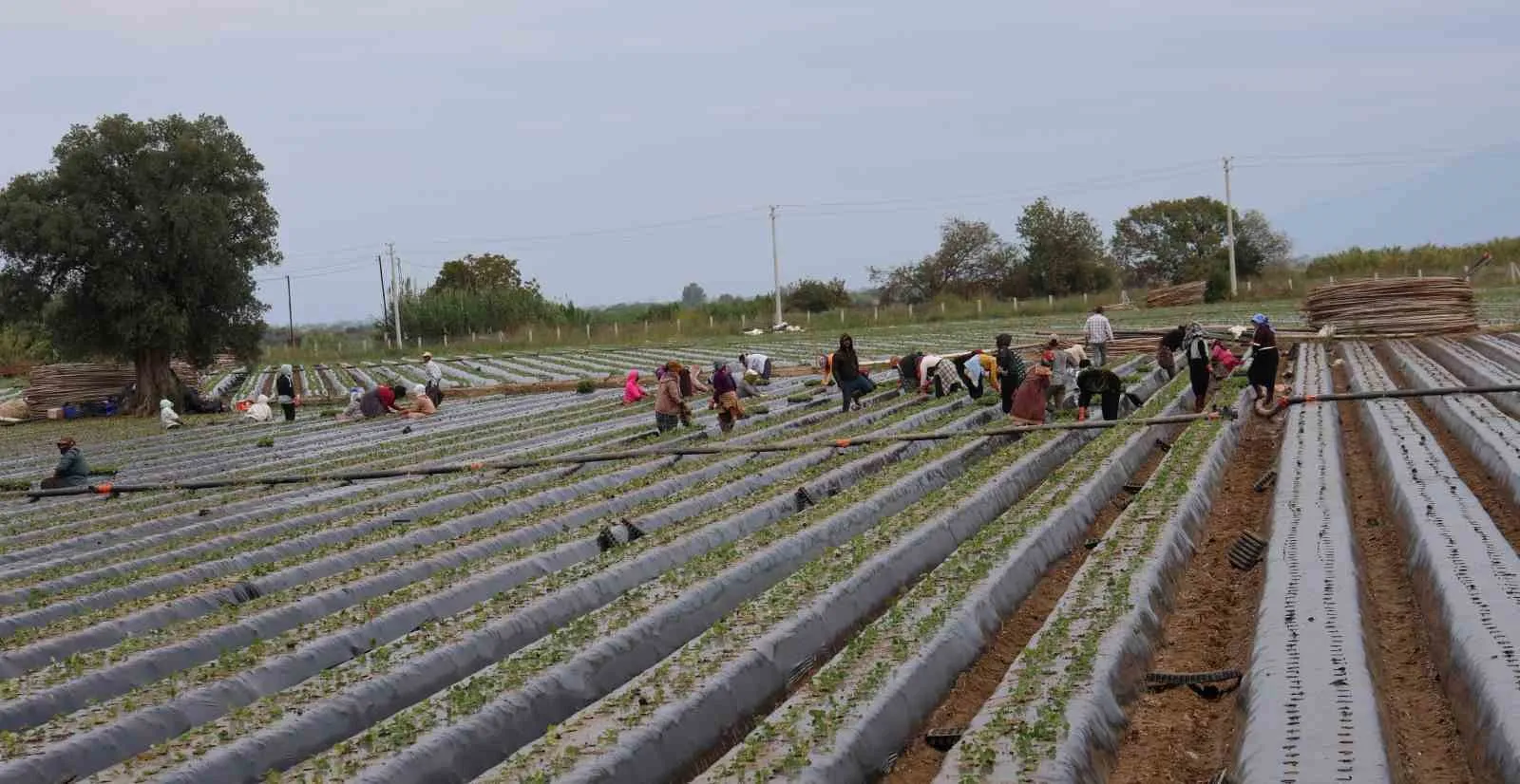 Aydın’da çilek üreticisi yeni sezon dikimlerine başladı - 3