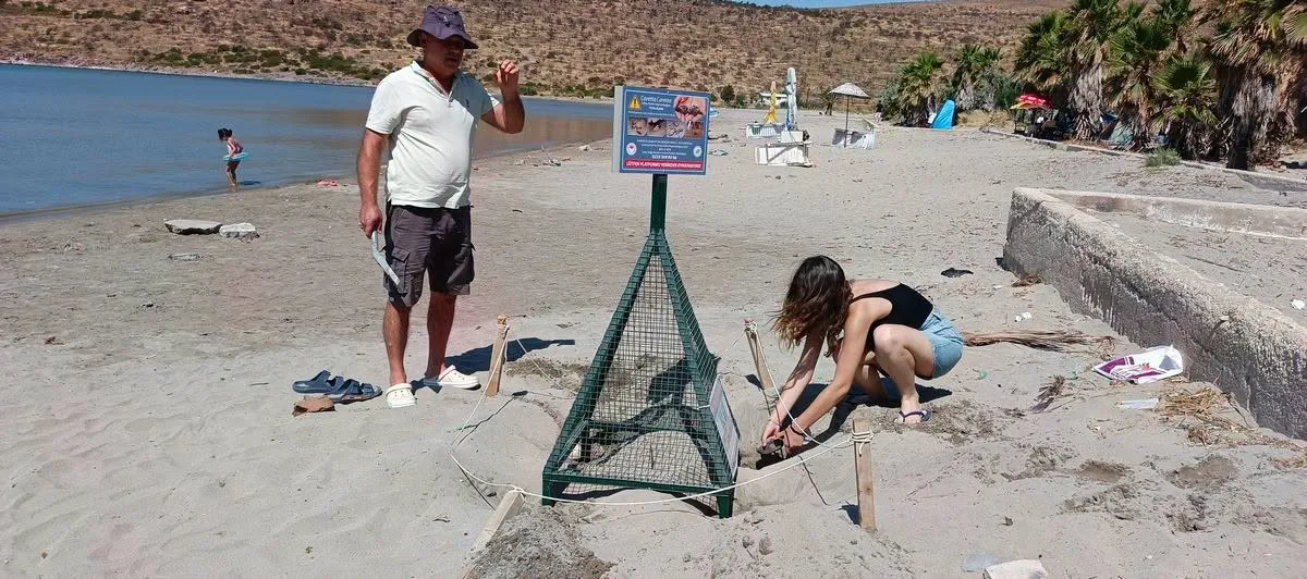 Aydın’da Caretta carettaların yavru çıkışları tamamlandı - 3