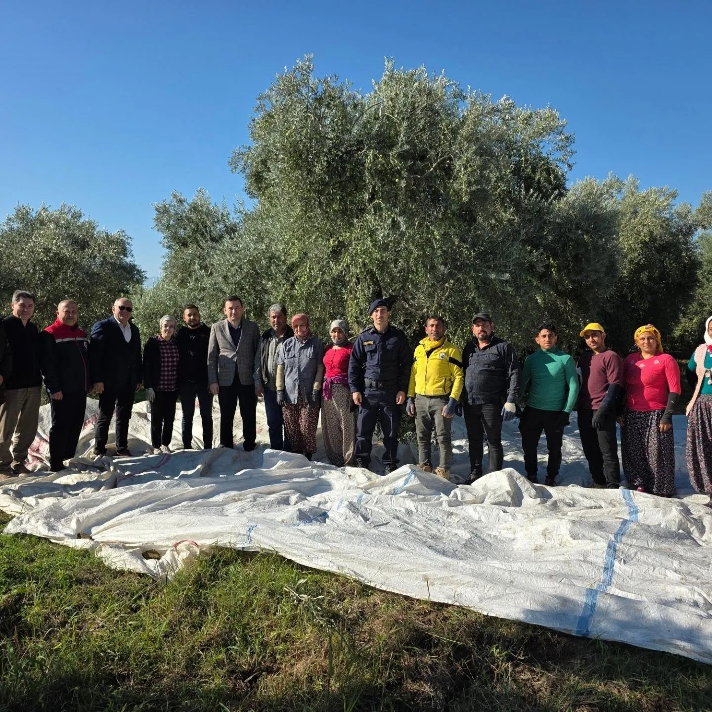 Kuyucak’ta zeytin bahçelerinde hasat mesaisi - 3