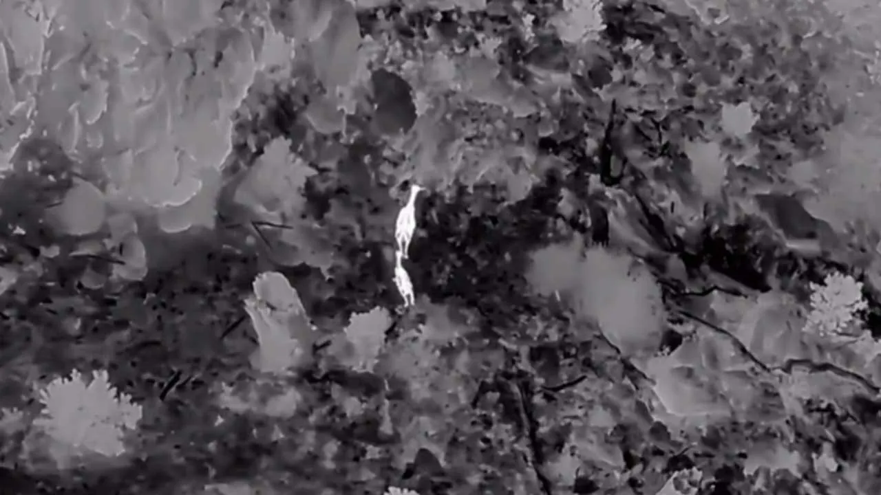 Akdağ’da kızıl geyikler termal dronla görüntülendi