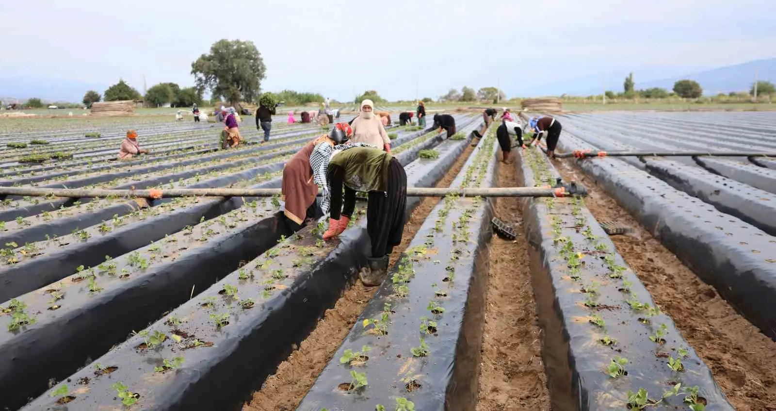 Aydın’da çilek üreticisi yeni sezon dikimlerine başladı
