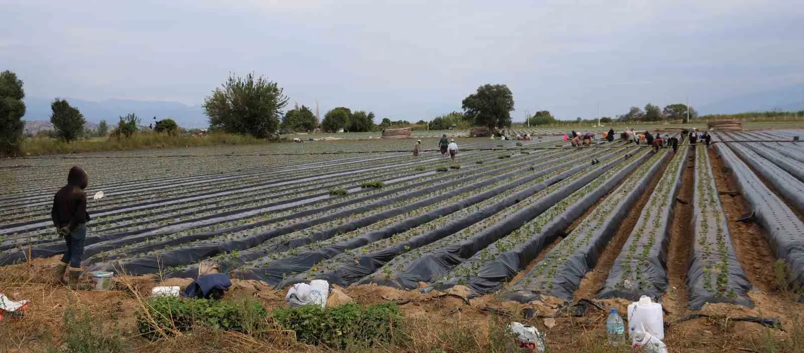 Aydın’da çilek üreticisi yeni sezon dikimlerine başladı - 2