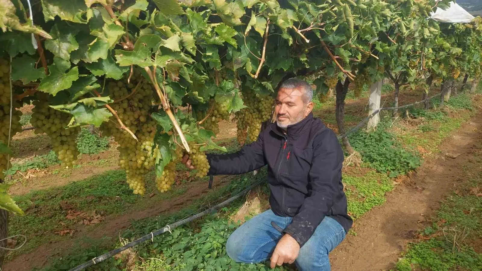 Sarıgöl’de binlerce ton üzüm örtü altında bekliyor - 4