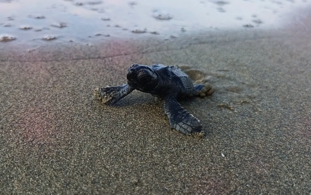 Aydın’da Caretta carettaların yavru çıkışları tamamlandı - 6