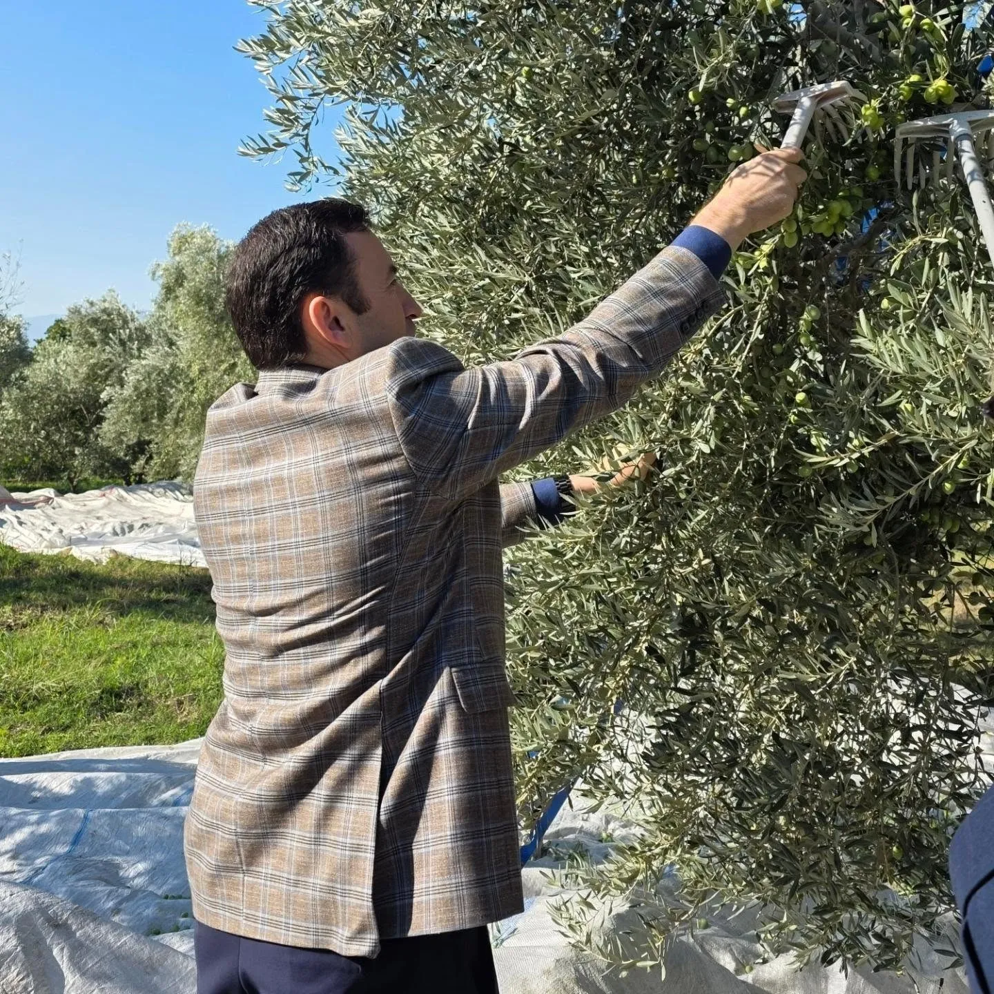 Kuyucak’ta zeytin bahçelerinde hasat mesaisi