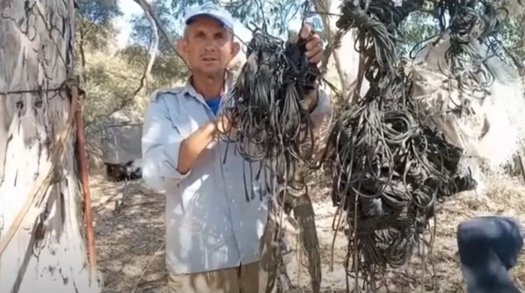 Leylek yuvalarındaki plastik ipler yavruların hayatını tehdit ediyor - 2