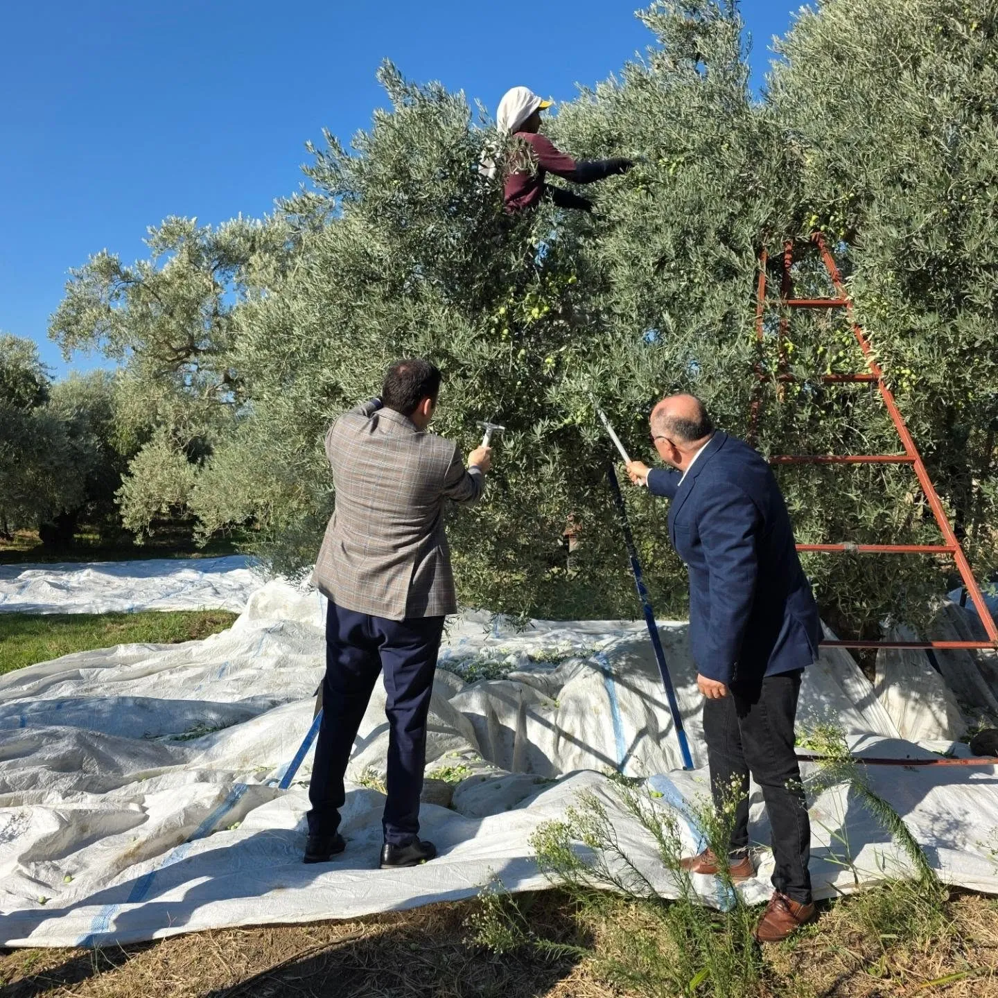 Kuyucak’ta zeytin bahçelerinde hasat mesaisi - 5