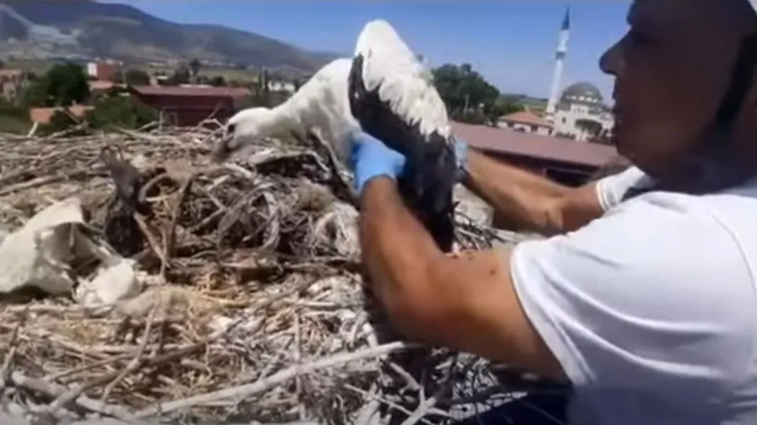 Leylek yuvalarındaki plastik ipler yavruların hayatını tehdit ediyor - 3