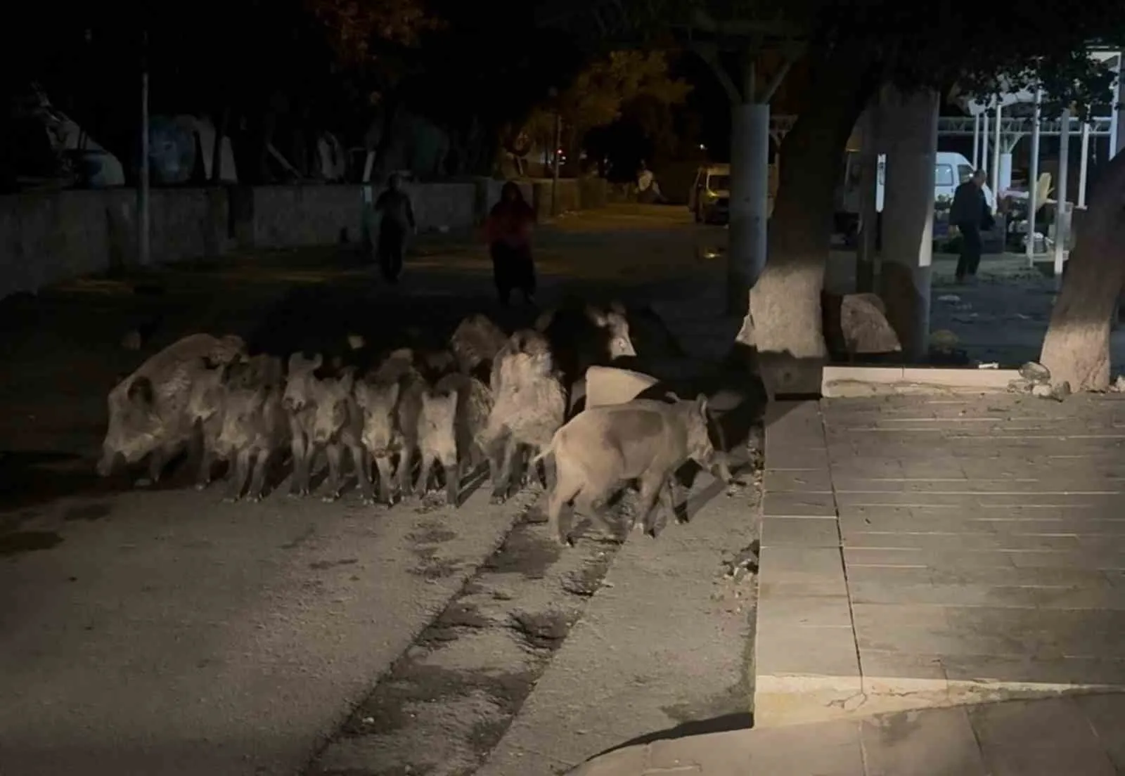 Bodrum’da domuz sürüsü mahalleye indi