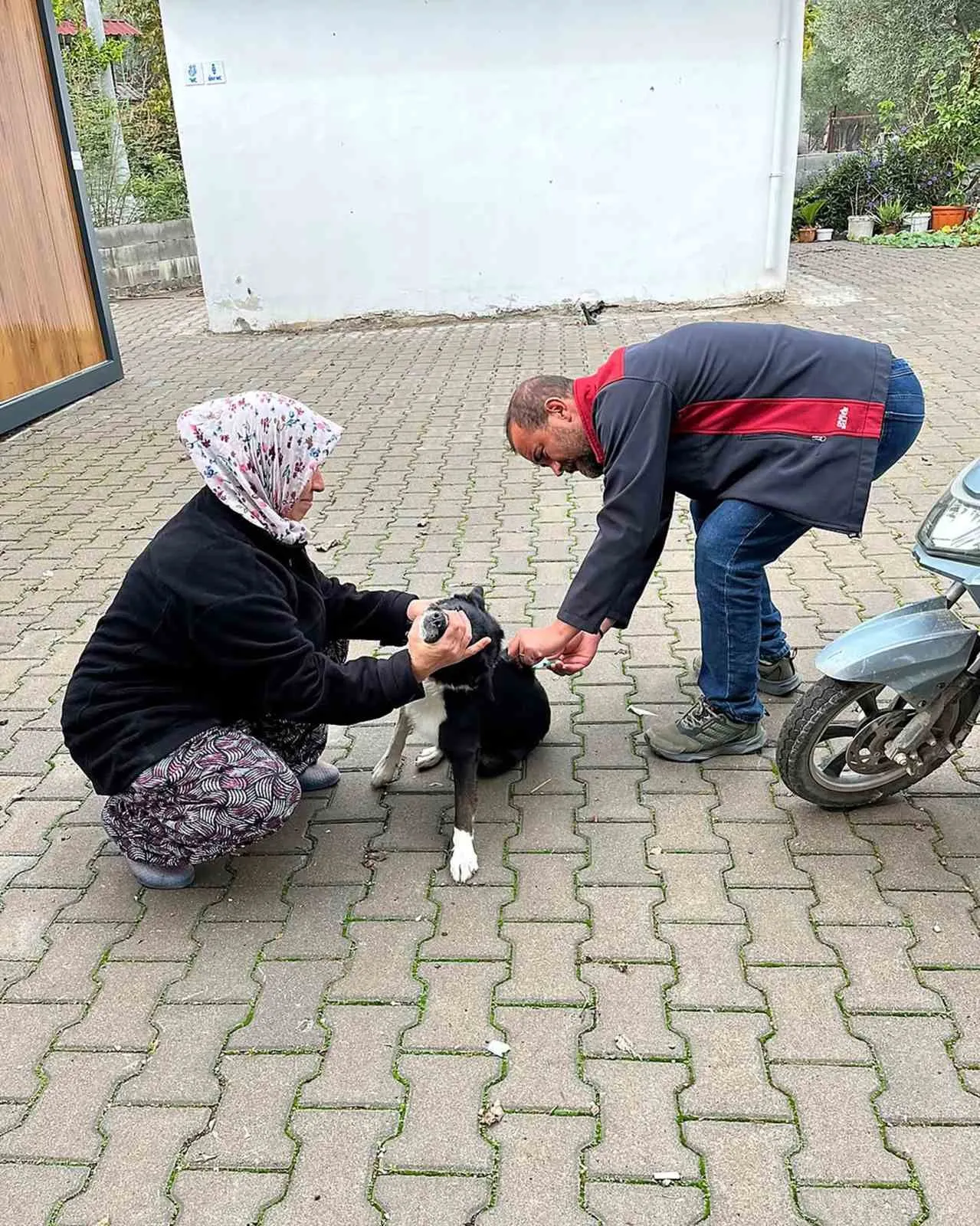 Ortaca’da kedi ve köpeklere kuduz aşısı - 2