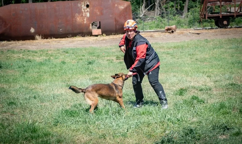 Muğla’nın arama kurtarma köpekleri Tayga ve Foxy görev yeterlilik sınavını geçti