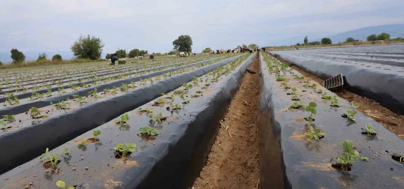 Aydın’da çilek üreticisi yeni sezon dikimlerine başladı - 4