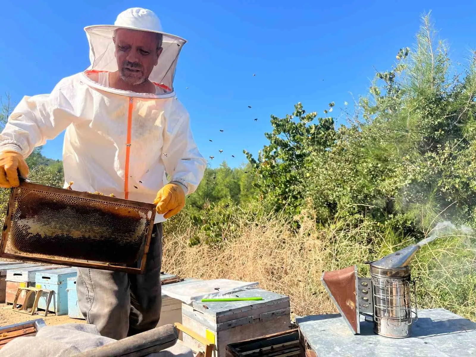 Kuşadası’nda çam balında ilk sağım yapıldı - 6