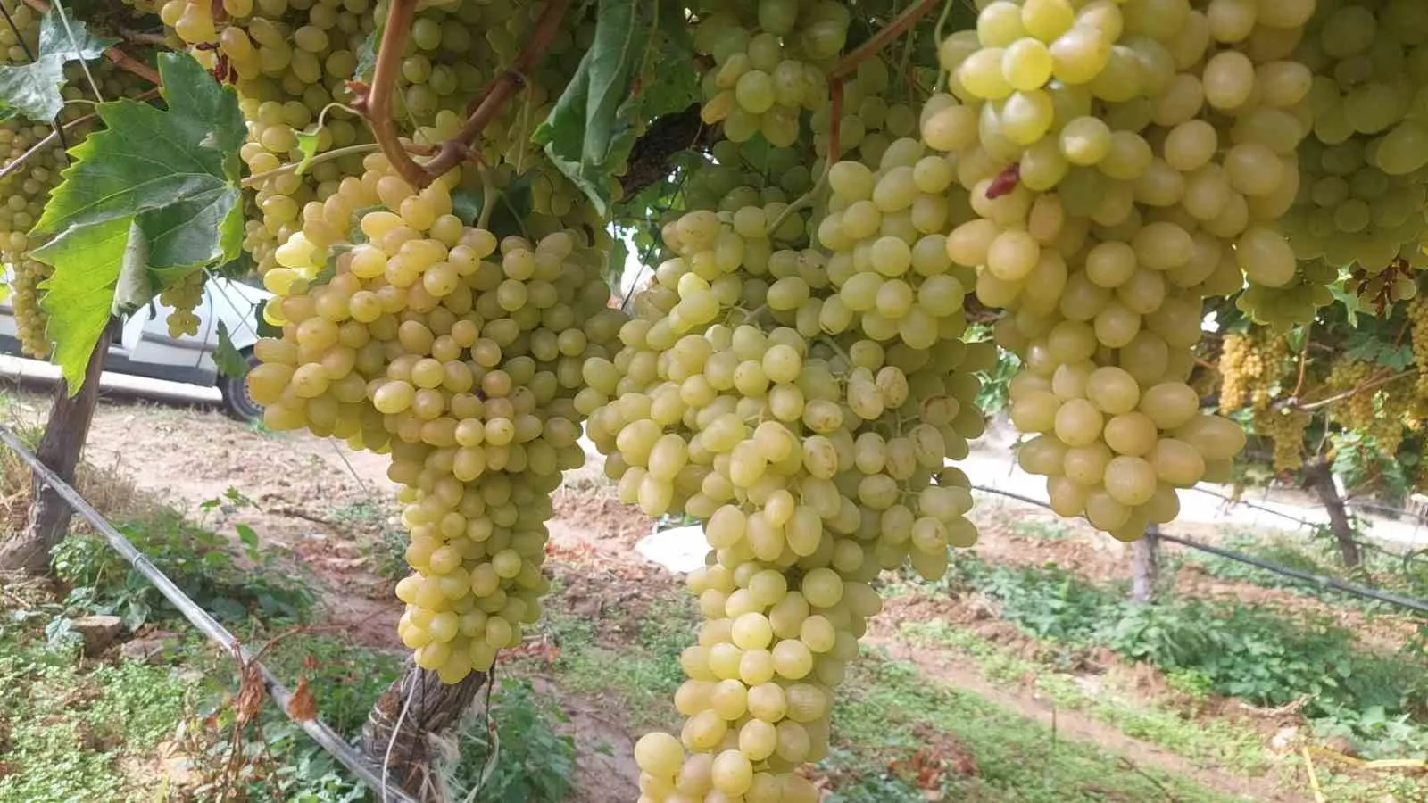 Sarıgöl’de binlerce ton üzüm örtü altında bekliyor - 3