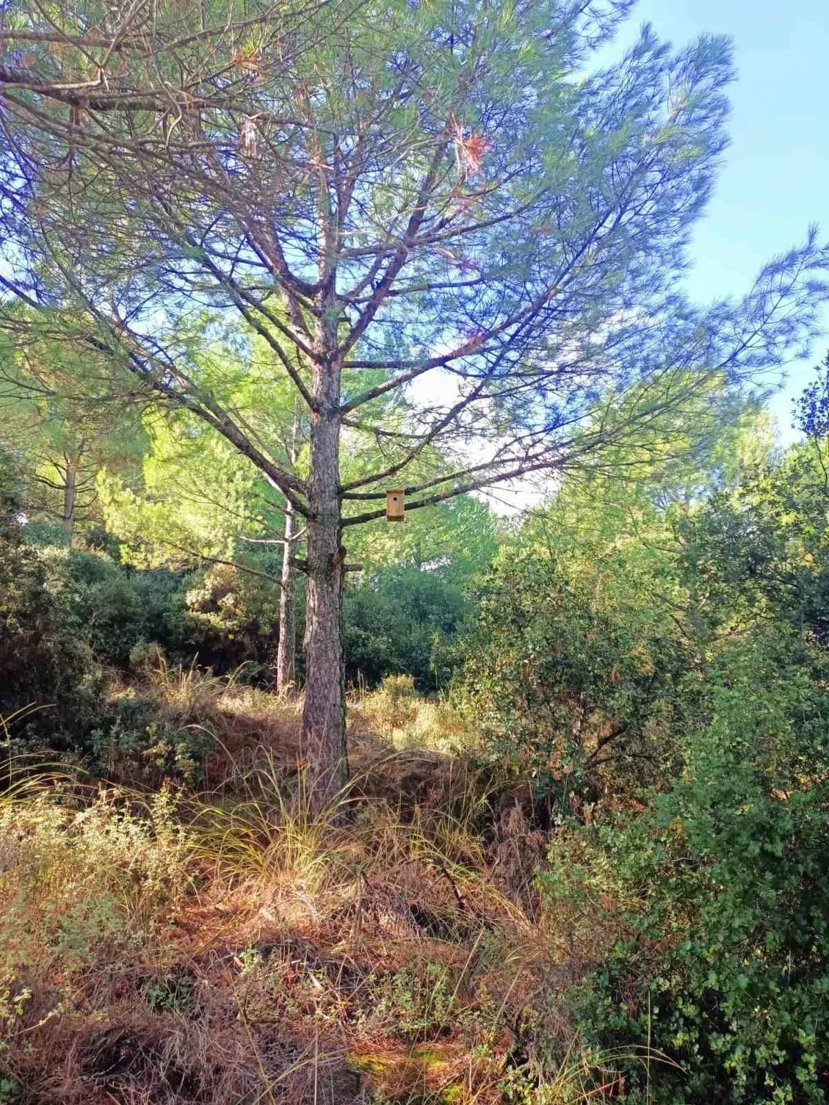 Sarıgöl ormanlarına 120 kuş yuvası asıldı - 5