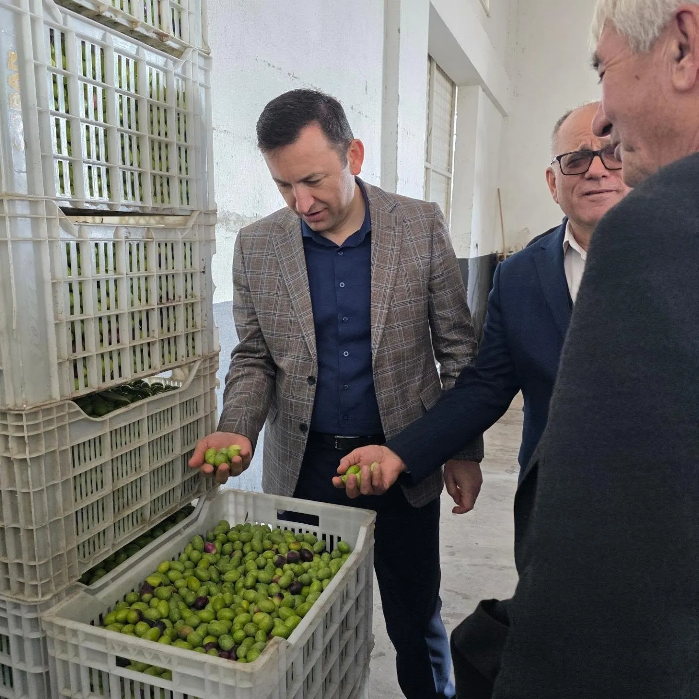 Kuyucak’ta zeytin bahçelerinde hasat mesaisi - 2