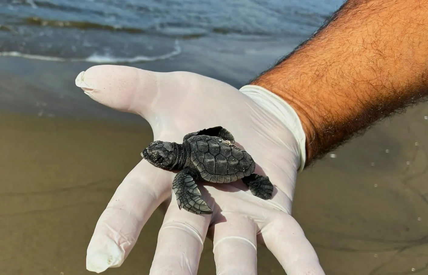 Aydın’da Caretta carettaların yavru çıkışları tamamlandı - 2