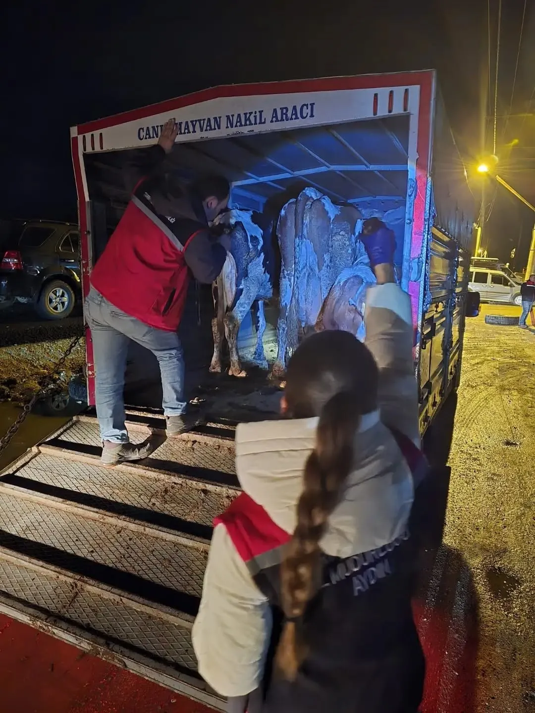 Nazilli Hayvan Pazarı’nda kaçak ve belgesiz hayvanlara geçit yok - 4