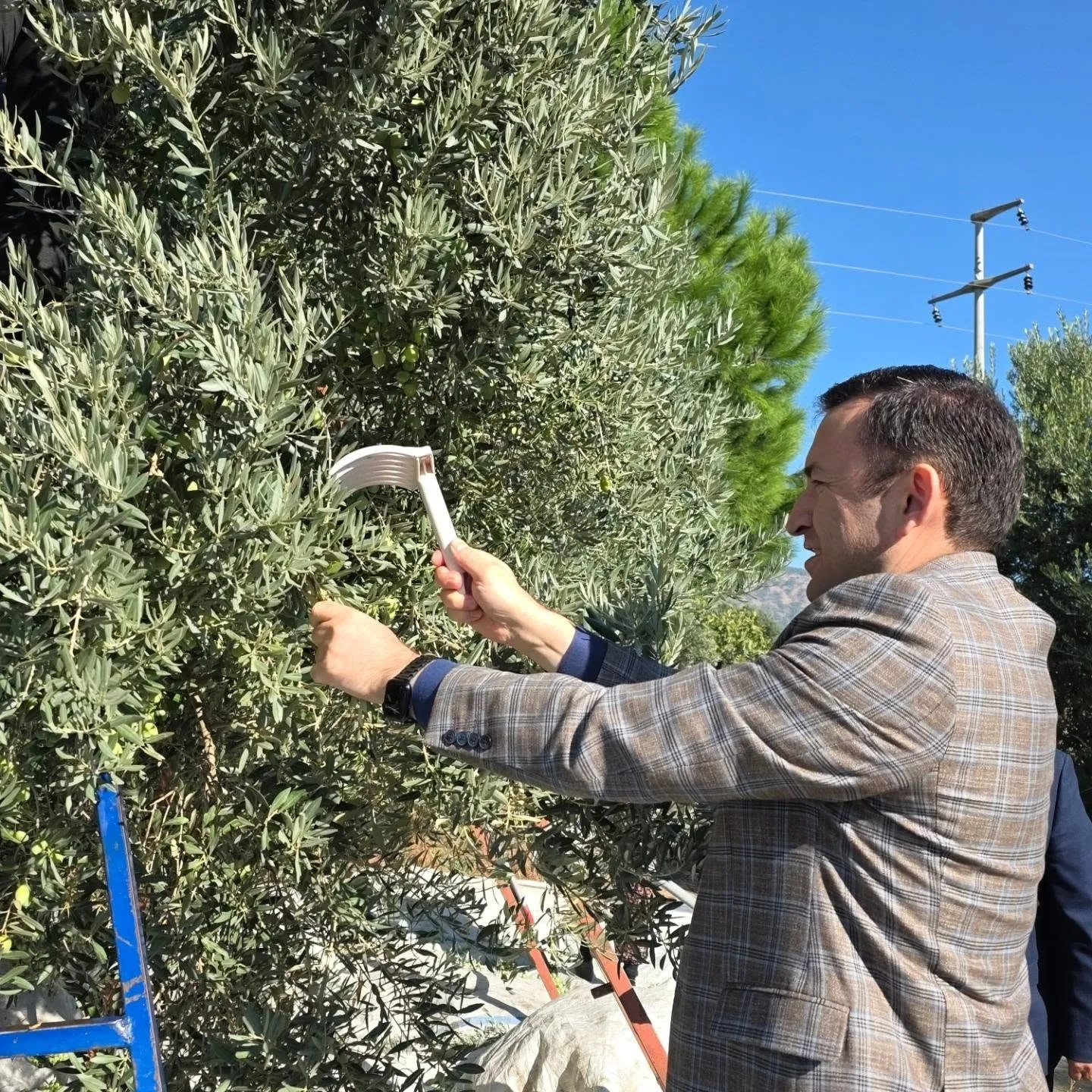 Kuyucak’ta zeytin bahçelerinde hasat mesaisi - 6