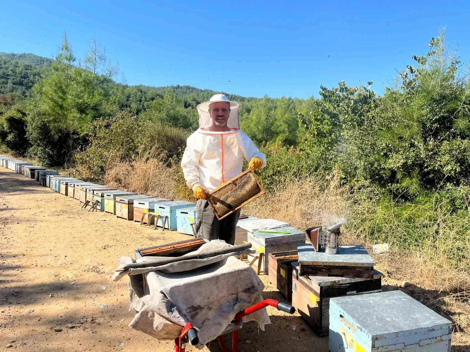 Kuşadası’nda çam balında ilk sağım yapıldı - 4