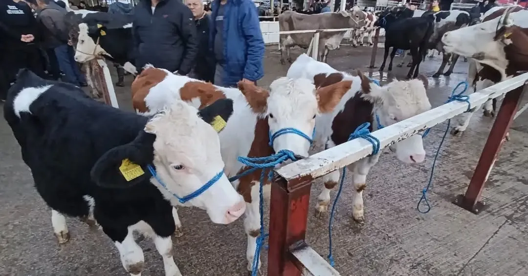Nazilli Hayvan Pazarı’nda kaçak ve belgesiz hayvanlara geçit yok - 2