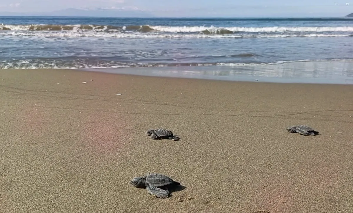 Aydın’da Caretta carettaların yavru çıkışları tamamlandı - 4