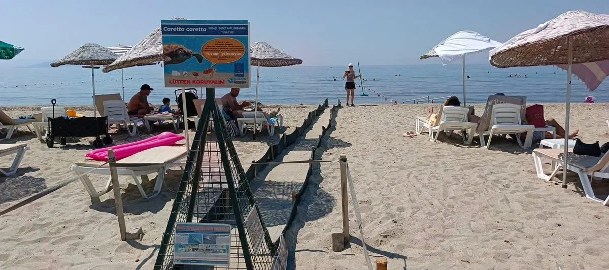 Aydın’da Caretta carettaların yavru çıkışları tamamlandı - 5